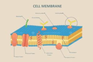 Membrane Potential