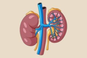 nephrologist in Australia